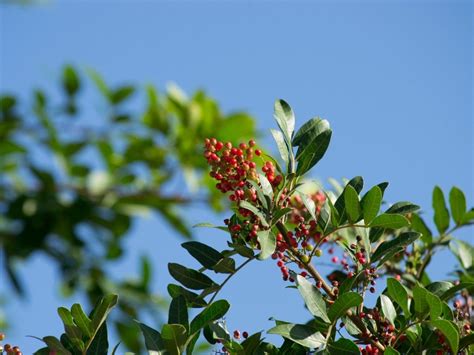 What Is A Mastic Tree - Growing A Mastic Tree In The Garden