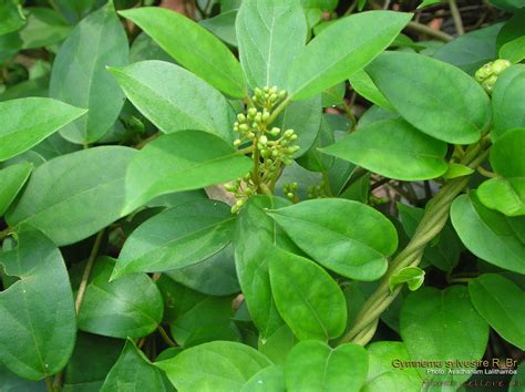 Medicinal Plants: Gymnema sylvestre Gurmar Meshashringi Chakkaraikolli ...