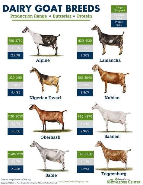 Dairy Goat Breeds: Which One is Right for Your Farm? | Farm Credit of ...