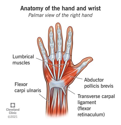 Bones Of The Hand Anatomy Earth S Lab | Hot Sex Picture