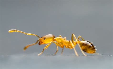 Pharaoh ant (Monomorium pharaonis) in Australia - Professional Pest Manager