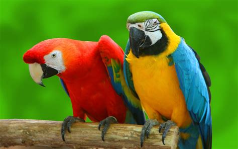 Parrots That Can Talk Online Discount, Save 47% | jlcatj.gob.mx