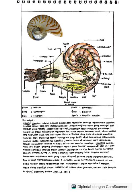 SOLUTION: Morphology and anatomy of mollusca - Studypool