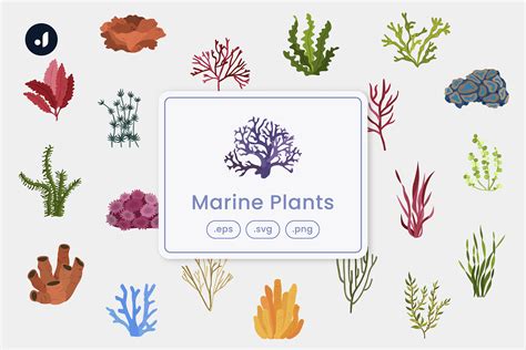 Marine Plants Illustration Graphic by Jump Studio · Creative Fabrica