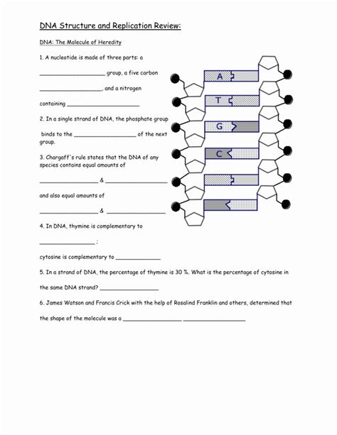 worksheet showing the structure and properties of dna structures