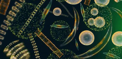 What is Phytoplankton? - Plankton For Health