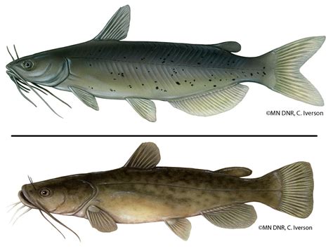 Channel Catfish (Ictalurus punctatus) and Flathead Catfish (Pylodictis ...