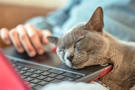 How to Work from Home with Pets | Oakland Veterinary Referral Services