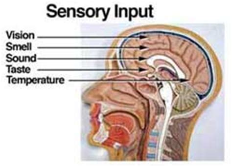 👍 Smell affect taste. How the Smell of Food Affects the Way It Tastes ...