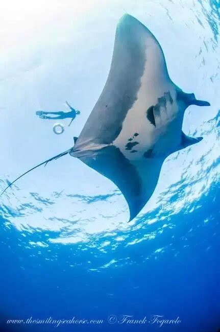 Largest Mantaray