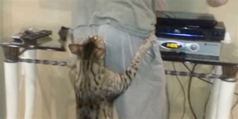 This Cat Likes His Human's Behind, Cannot Lie | HuffPost