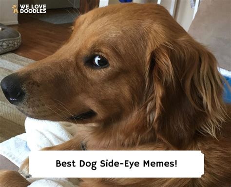 15 Best Dog Side-Eye Memes That Will Make You Laugh!