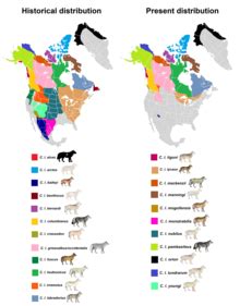 Labrador wolf - Wikipedia