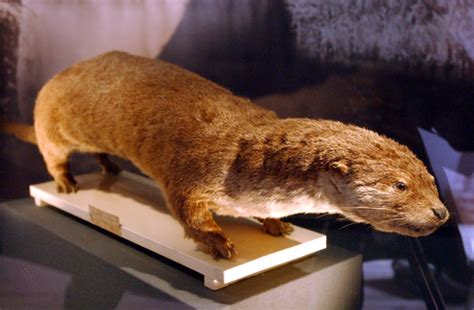 Extinction around the world: Passenger Pigeon and Japanese River Otter