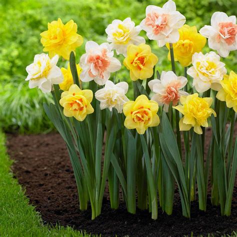 Longfield Gardens Narcissus Double Mix Bulbs (20-Pack)-11000018 - The ...