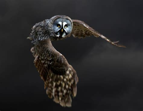 Great grey owl in flight from Hogwarts (strix nebulosa) - a photo on ...