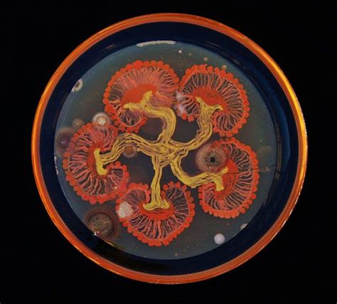 Microbiologists Create ‘Starry Night’ And Other Art With Bacteria For ...