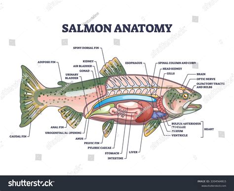 Goldfish Internal Anatomy