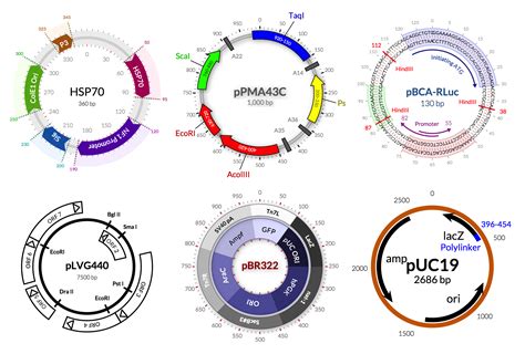 Any Recommendations For Software For Drawing Plasmid Maps?