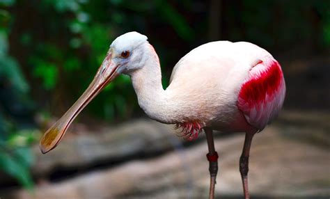 Roseate spoonbill | Smithsonian's National Zoo