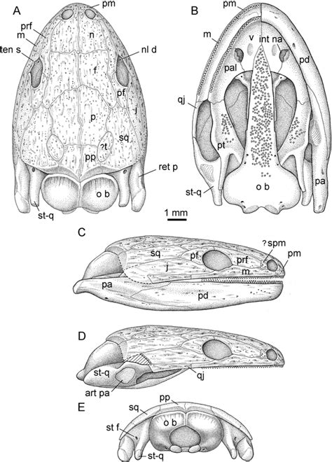 Caecilian Anatomy