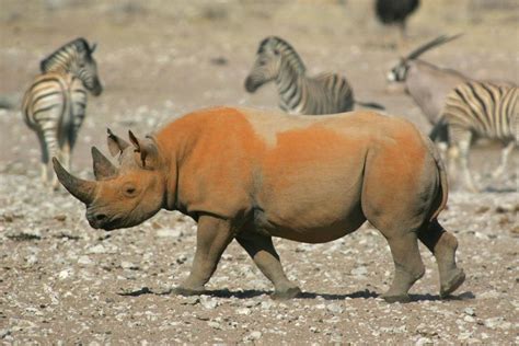 Etosha National Park - One of the most popular wildlife reserves on earth