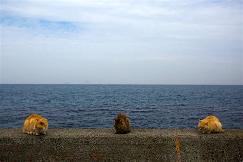 Japan's cat island: A visit to Aoshima, where cats outnumber people by ...