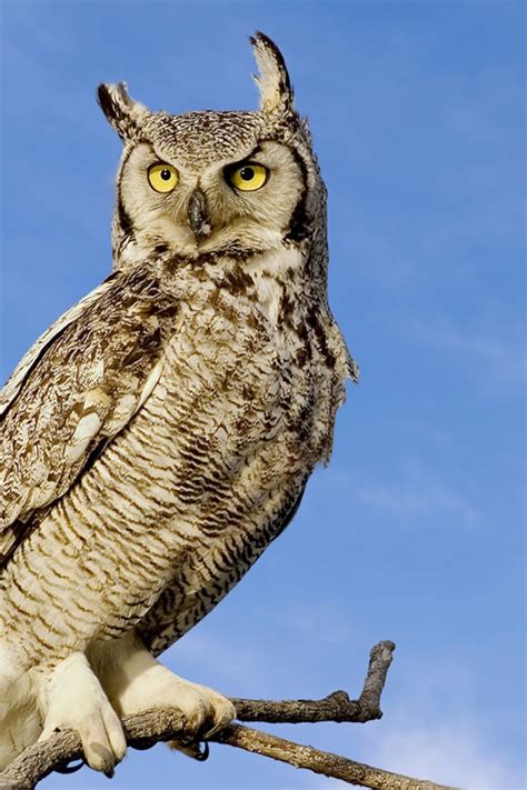 Great Horned Owl Weight | Blog Dandk