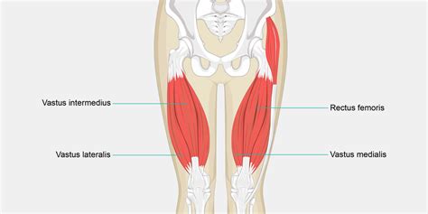 Pulled Quad — The Complete Injury Guide - Vive Health