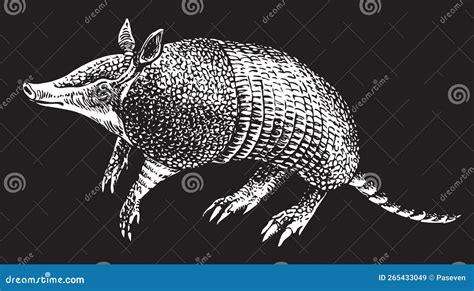 Vector Realistic Drawing Sketch Wild Animal Armadillo Stock Vector ...