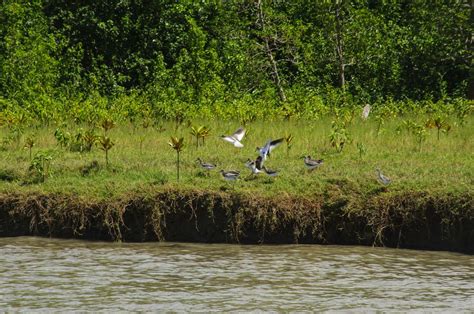 Erosion on the river bank near Sundarbans. | Smithsonian Photo Contest ...