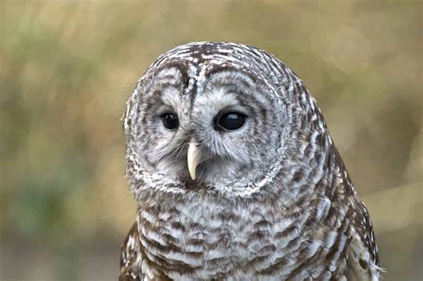 Owls in Kansas (8 Species with Pictures) - Wild Bird World