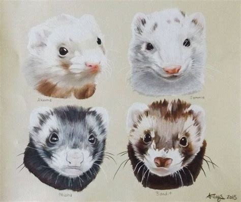 Ferret drawings | Хорьки, Хор