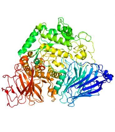 Maltase - Enzymes - Our active ingredients - Therascience