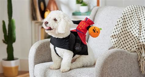 Funny, Cute and Spooky Small Dog Costumes | BeChewy