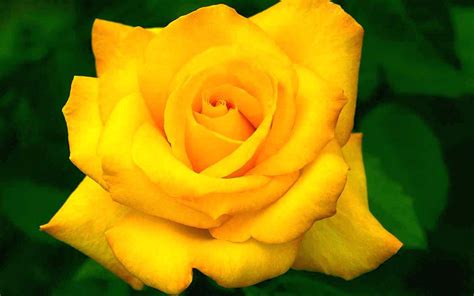 Top 30 Beautiful Yellow Flowers Names List With Pictures