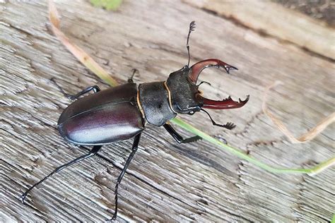 Stag beetle facts - People's Trust for Endangered Species