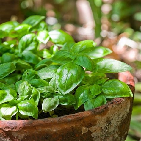 Basil Growing & Plant Care From Seed To Harvest & More – Backyard ...