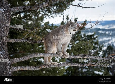 Iberian lynx hunting hi-res stock photography and images - Alamy