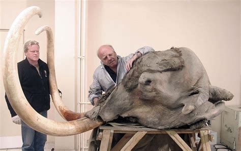 the most complete mammoth head ever found : pics