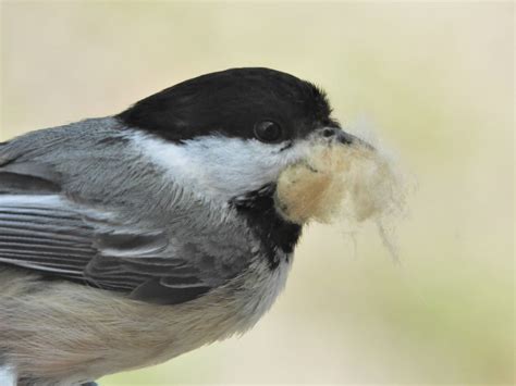 Chickadee Nesting Material? | BirdForum