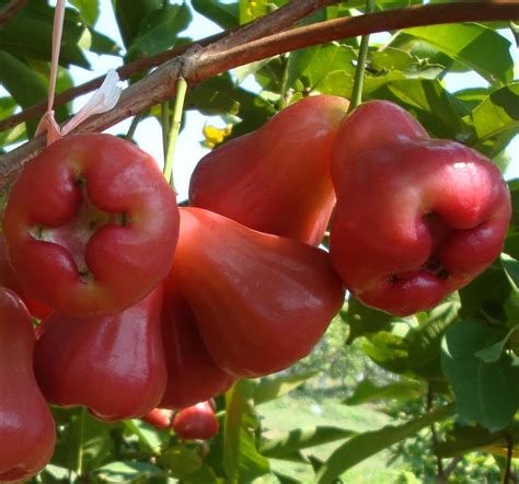 Manfaat Buah ; Jambu Air Sebagai Peningkat Kesuburan Pria dan Menjaga ...