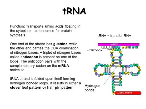 write the function of tRna - Biology - Molecular Basis of Inheritance ...