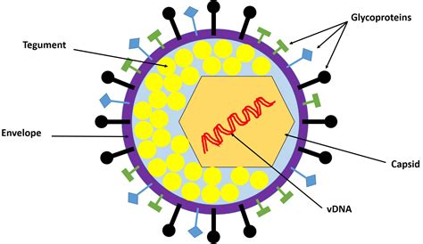 Frontiers | Host Intrinsic and Innate Intracellular Immunity During ...