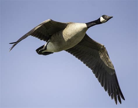 Canadian Goose, Canadian Geese, Flying, Flight | Canadian goose, Geese ...