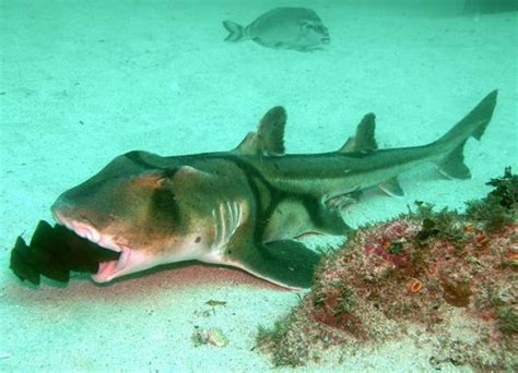 stealingyourcarbons: baby sharks are the world's cutest things