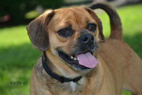 Adopt Pugsley Loves other dogs, Happy and Loving on Petfinder | Pug ...