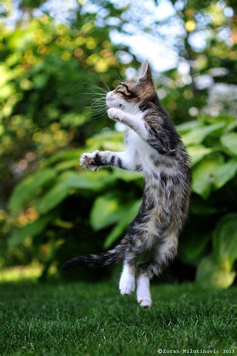 32 best images about Cat Jump on Pinterest | Videos for cats, Christmas ...