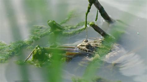 Green frog in natural habitat - Close Up Stock Video Footage 00:10 SBV ...