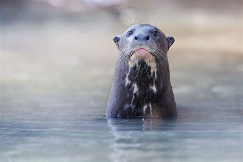 Giant River Otters Of The Amazon Rainforest | SA Vacations